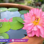 บัวหลวงเหลียงลี่