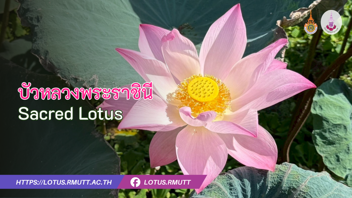 บัวหลวงพระราชินี