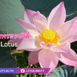 บัวหลวงพระราชินี