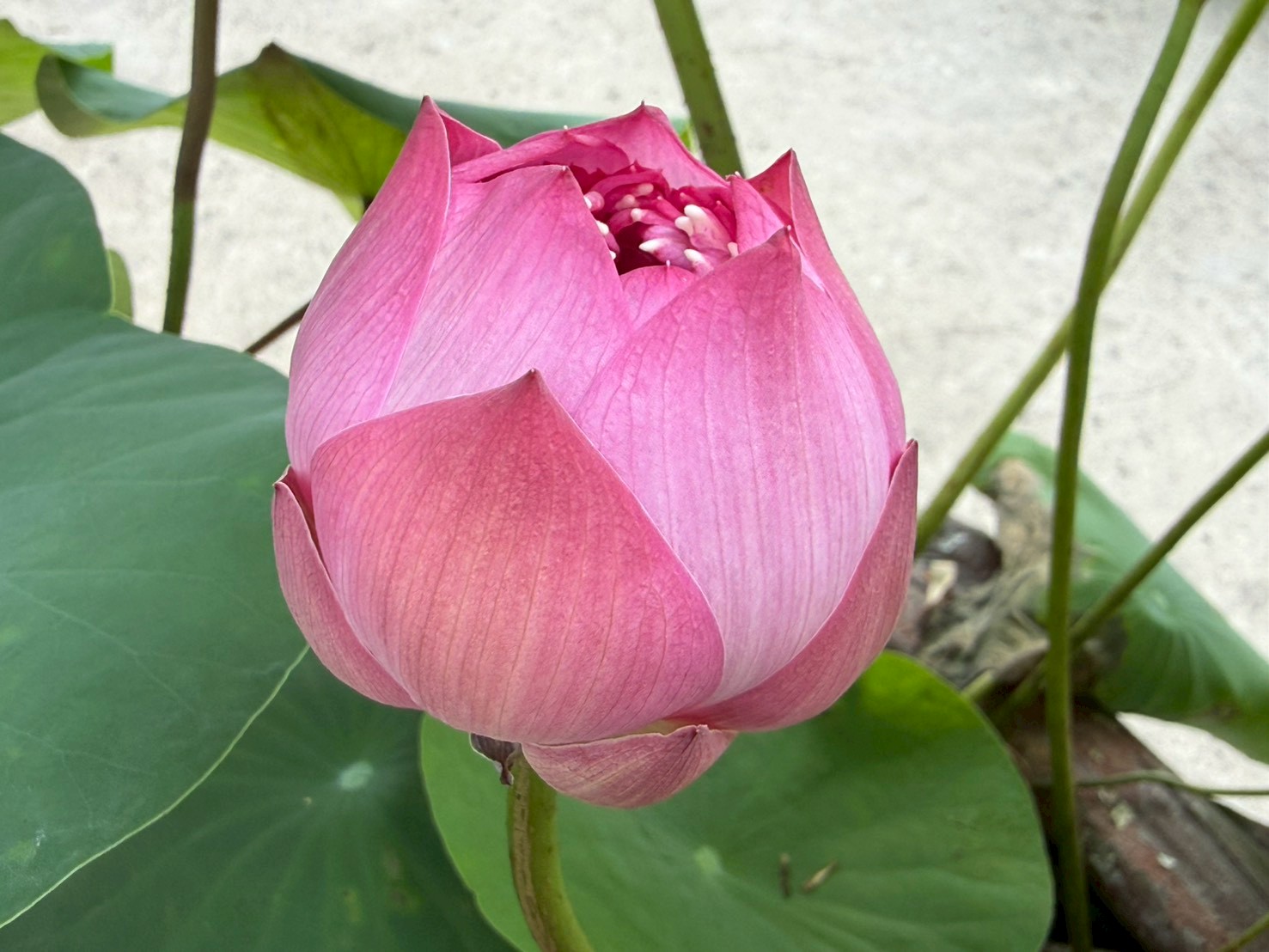 บัวหลวงชมพูพุดตาน