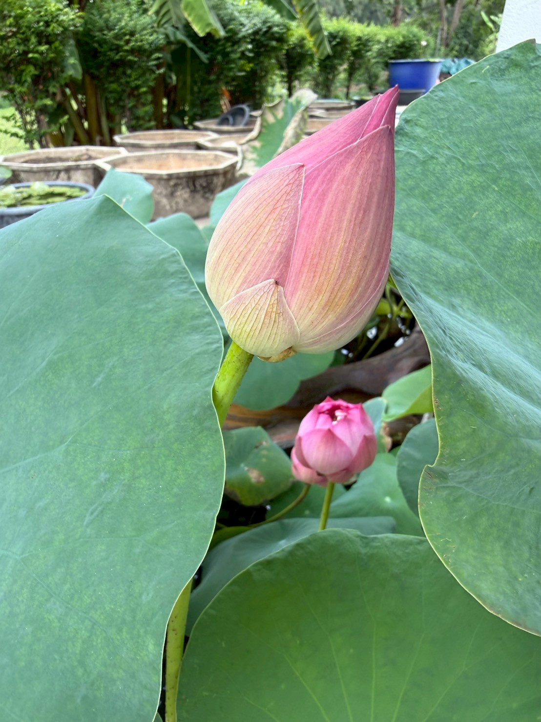 บัวหลวงชมพูพุดตาน