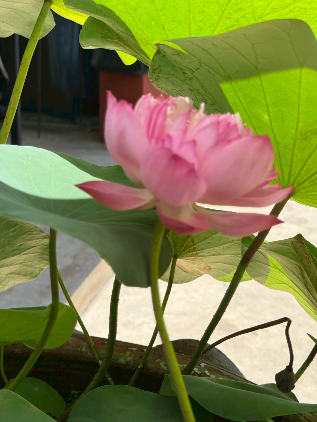 บัวหลวงชมพูพุดตาน