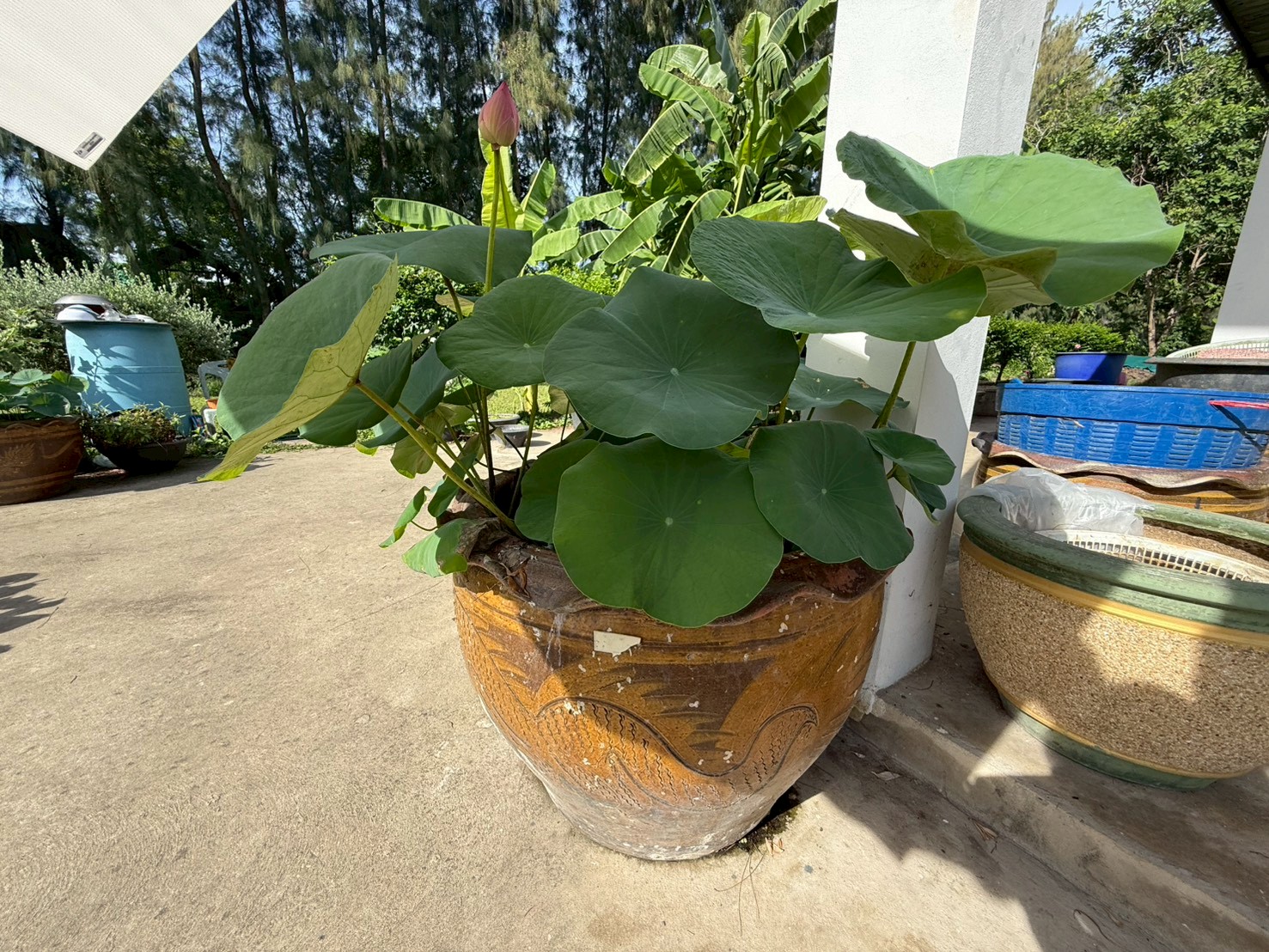 บัวหลวงชมพูพุดตาน