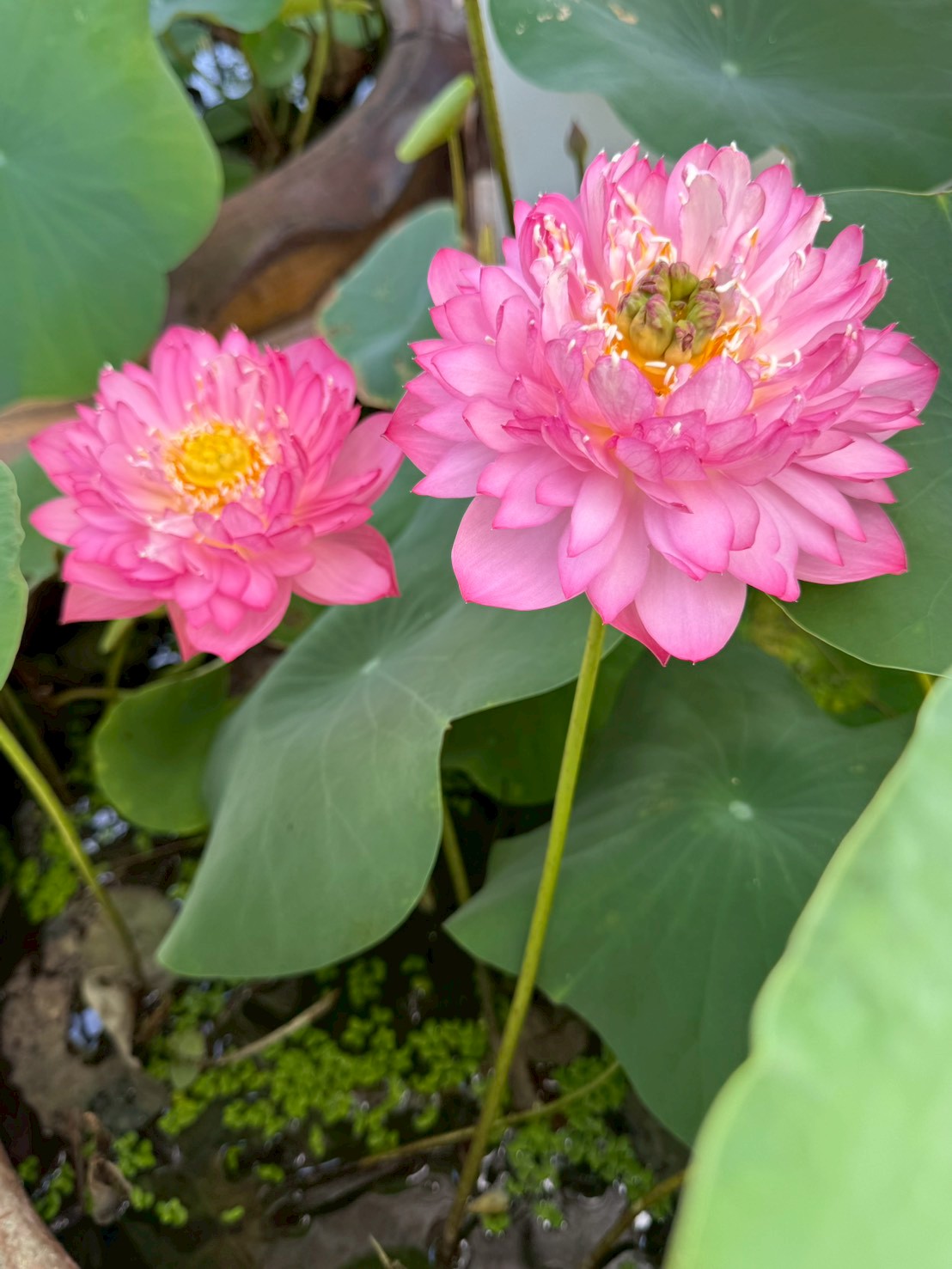 บัวหลวงชมพูพุดตาน