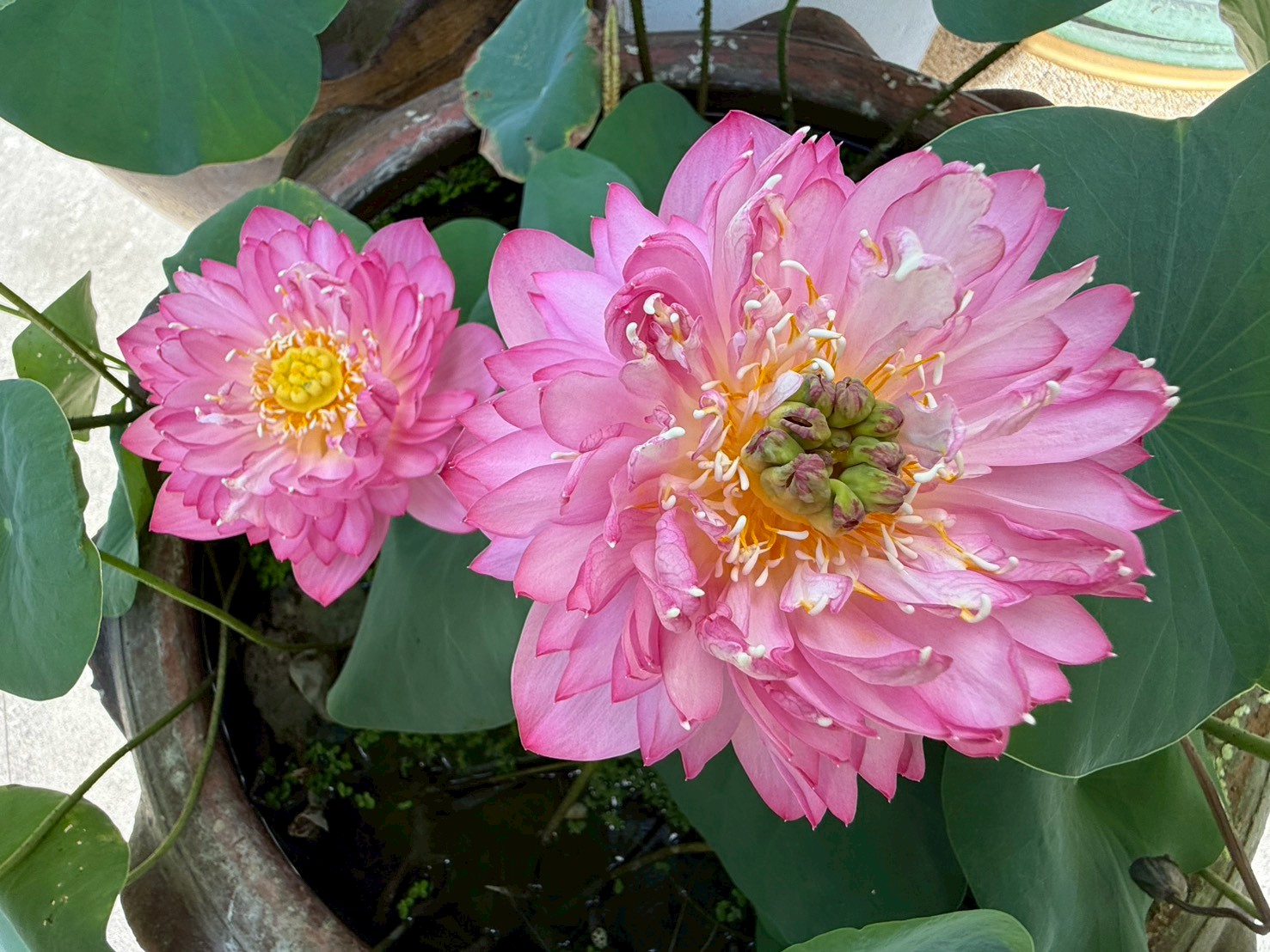 บัวหลวงชมพูพุดตาน