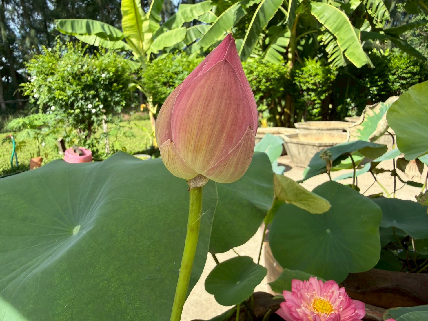 บัวหลวงชมพูพุดตาน