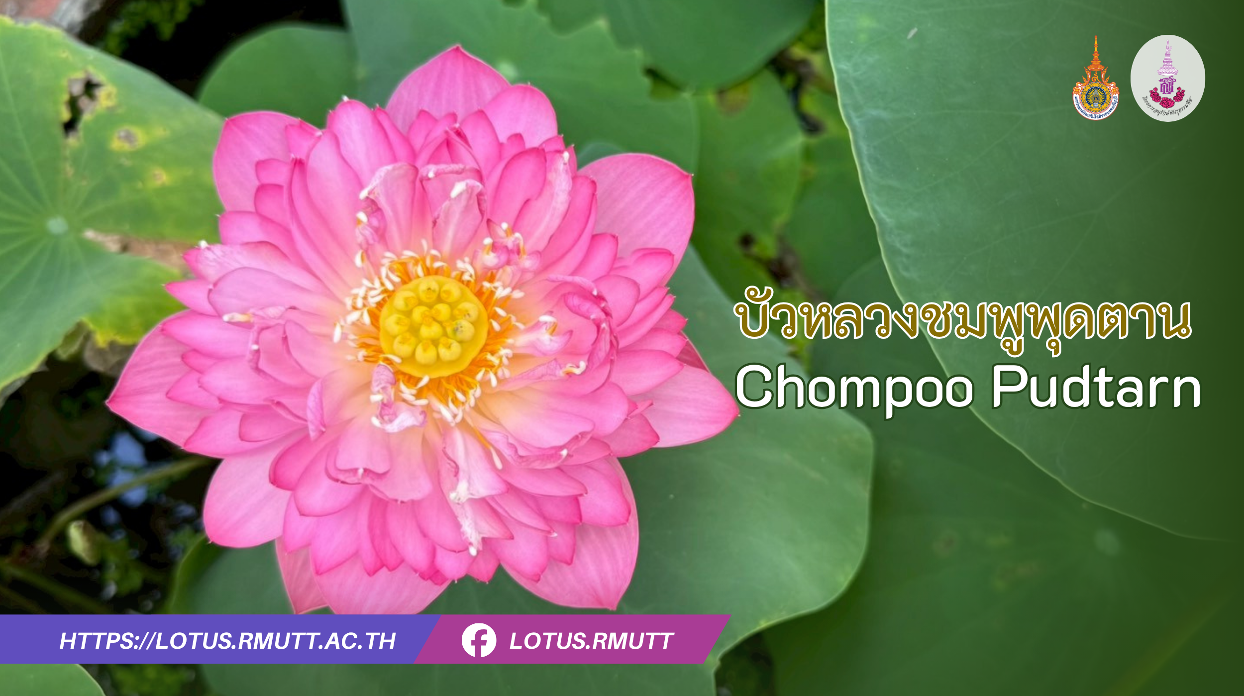บัวหลวงชมพูพุดตาน