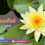 บัวอินเนอร์ไลท์