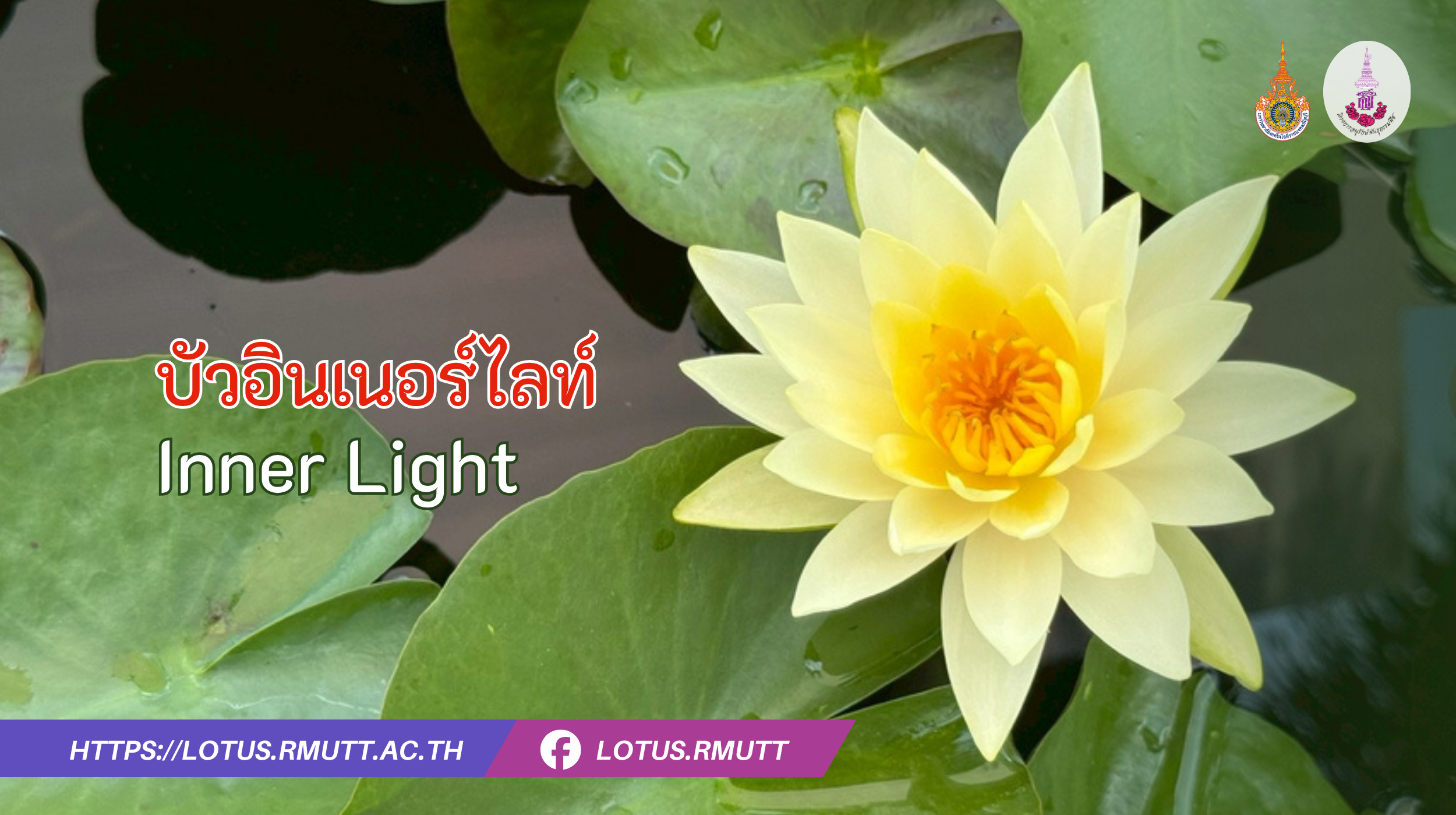 บัวอินเนอร์ไลท์