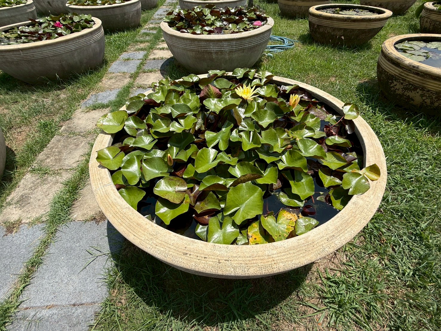 บัวปิ่นวารี