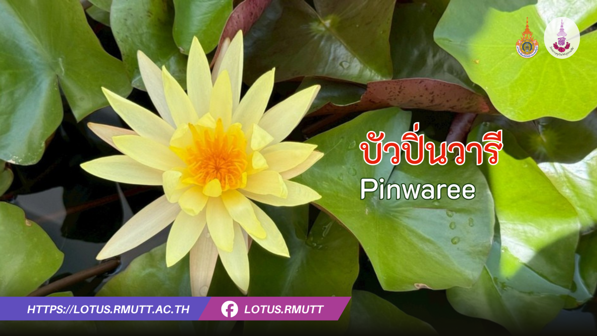บัวปิ่นวารี