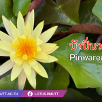 บัวปิ่นวารี