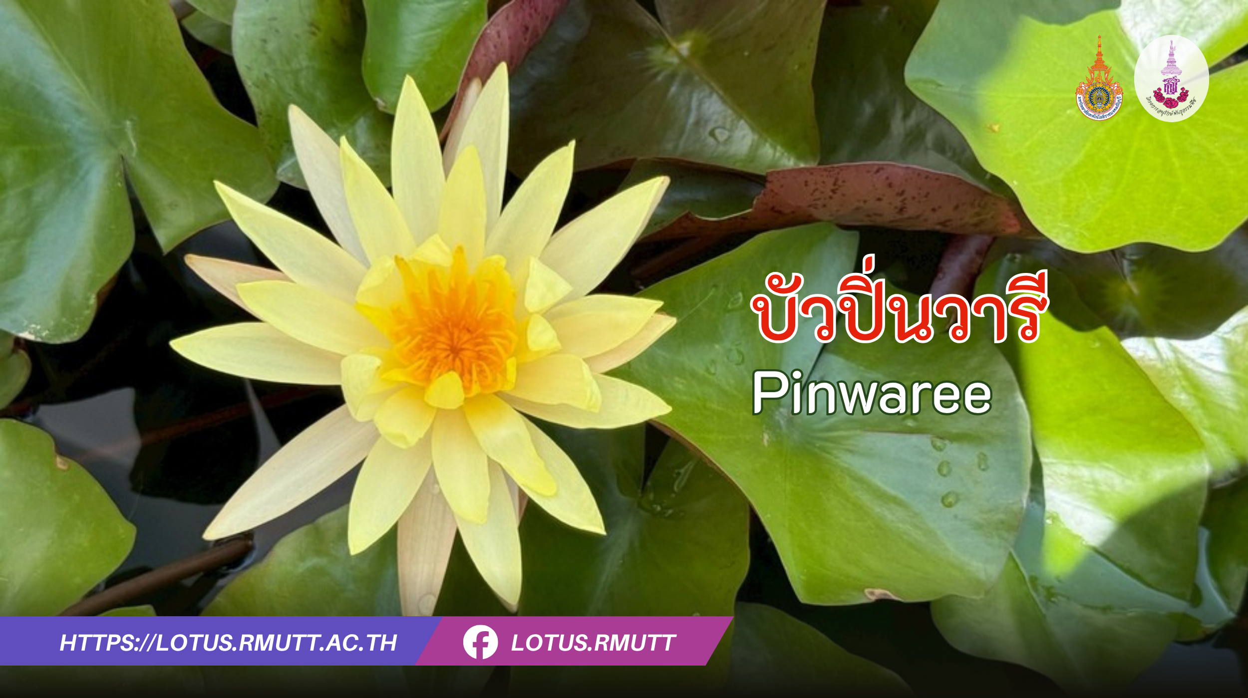บัวปิ่นวารี