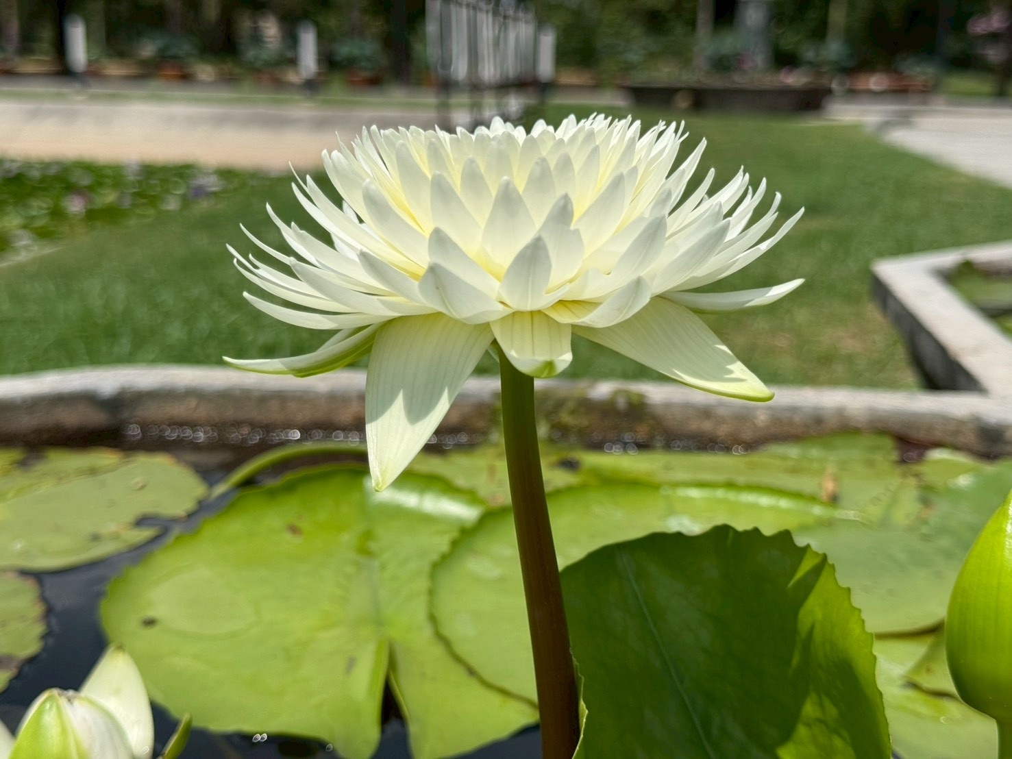 บัวประภามณฑล