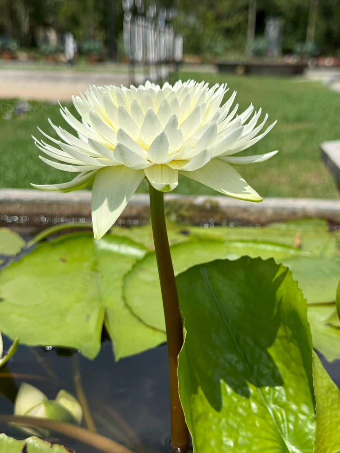 บัวประภามณฑล
