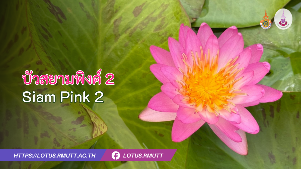 บัวสยามพิงค์ 2