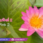 บัวสยามพิงค์ 2