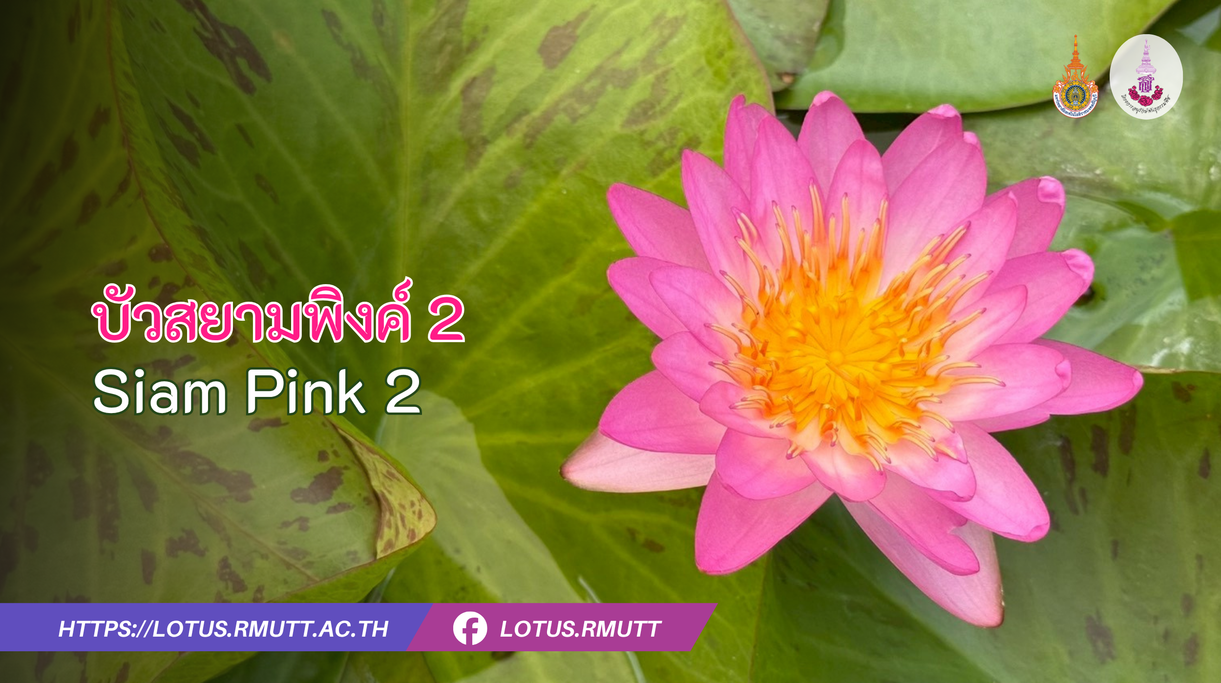 บัวสยามพิงค์ 2