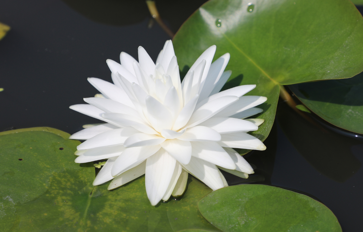 บัวสโนว์บอล