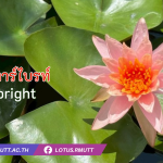 บัวสตาร์ไบรท์