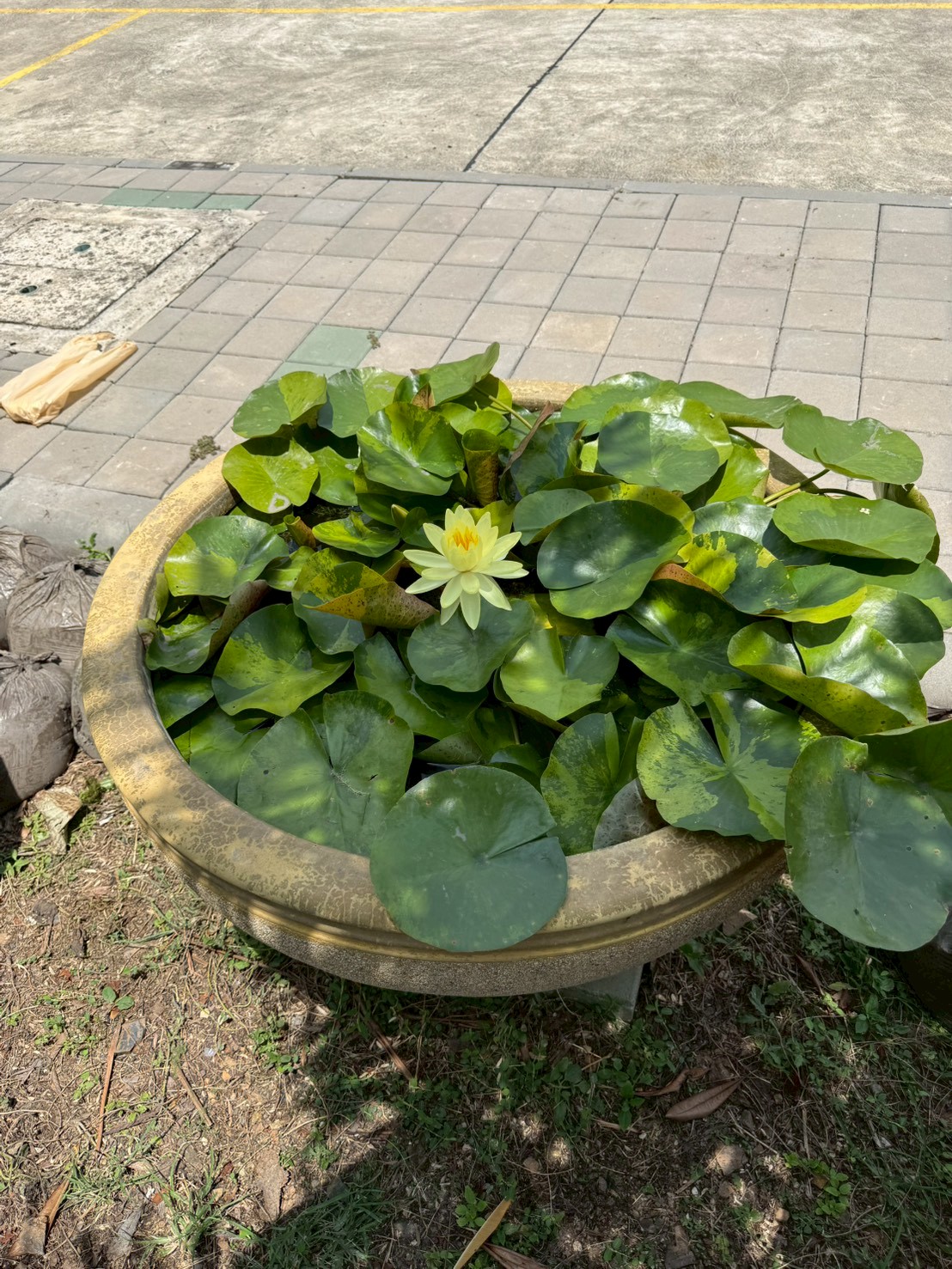 บััวทองลงยา