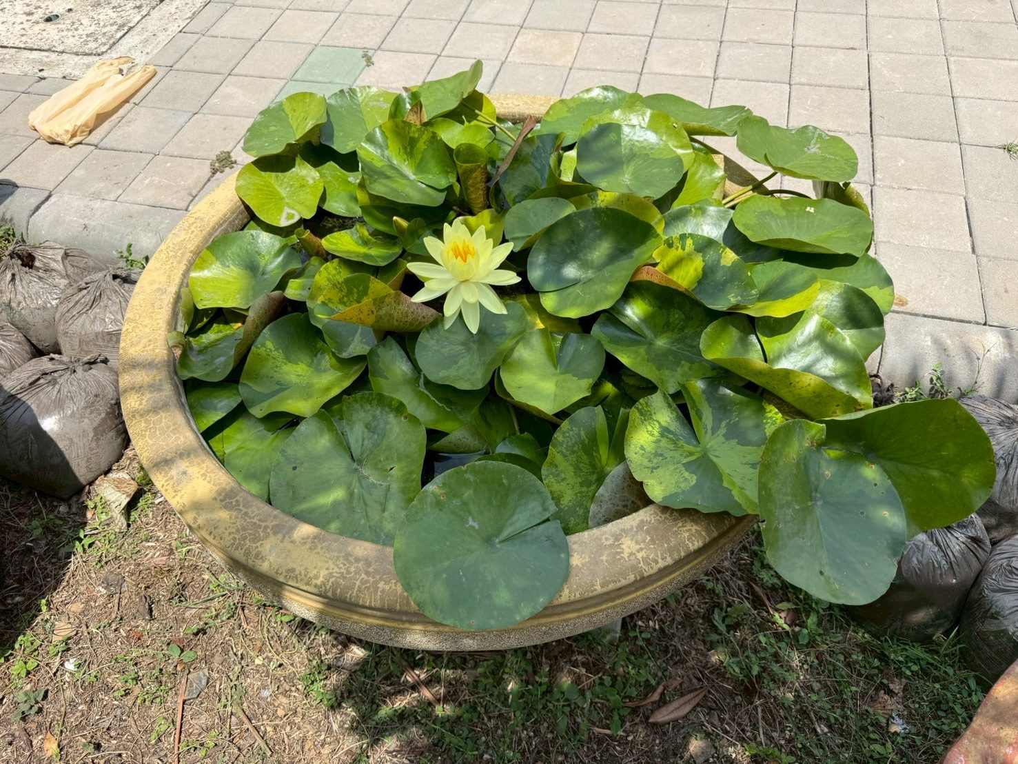 บััวทองลงยา