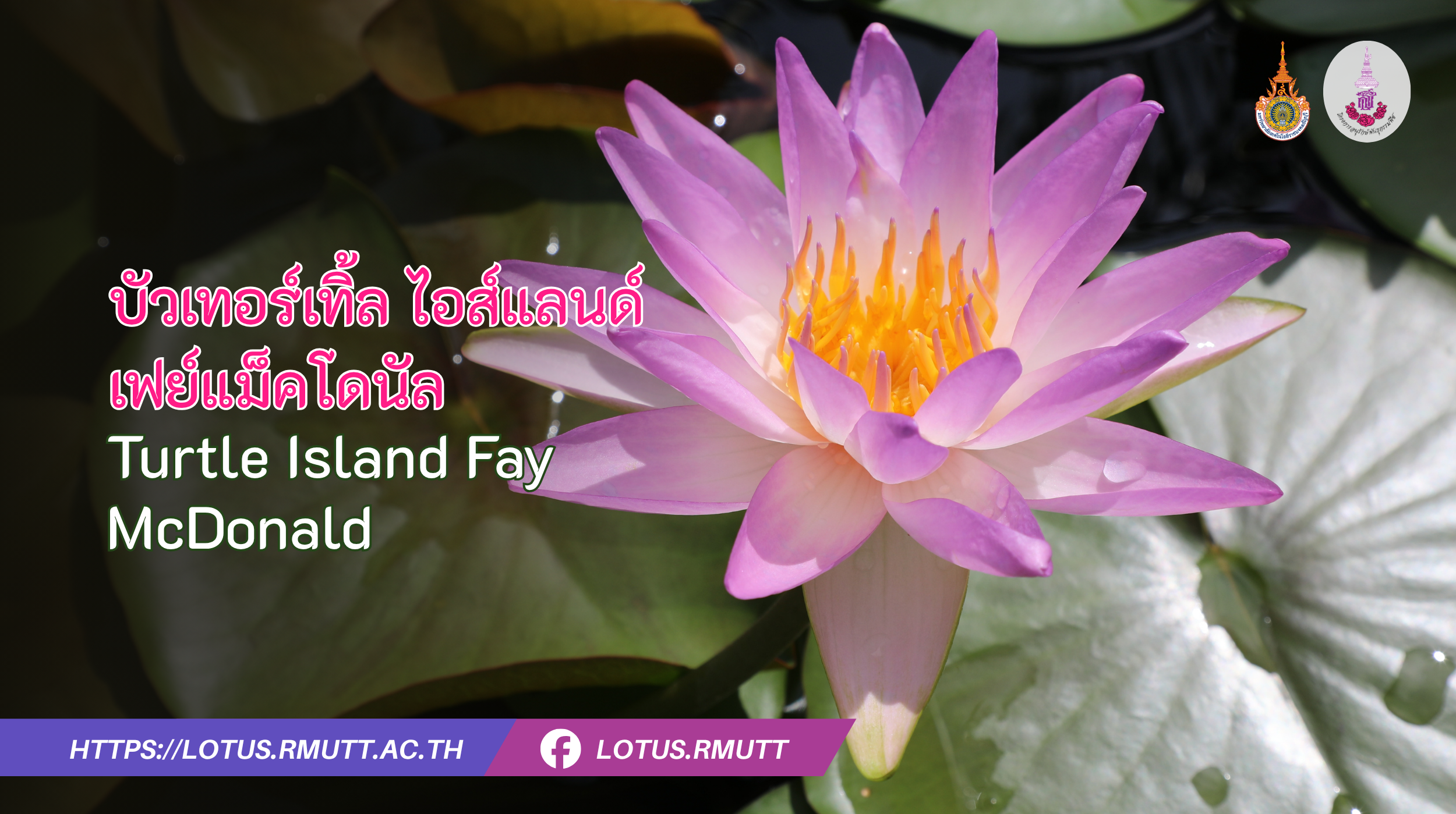 บัวเทอร์เทิ้ล ไอส์แลนด์ เฟย์แม็คโดนัล