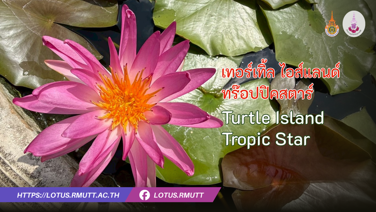 เทอร์เทิ้ล ไอส์แลนด์ ทร๊อปปิคสตาร์