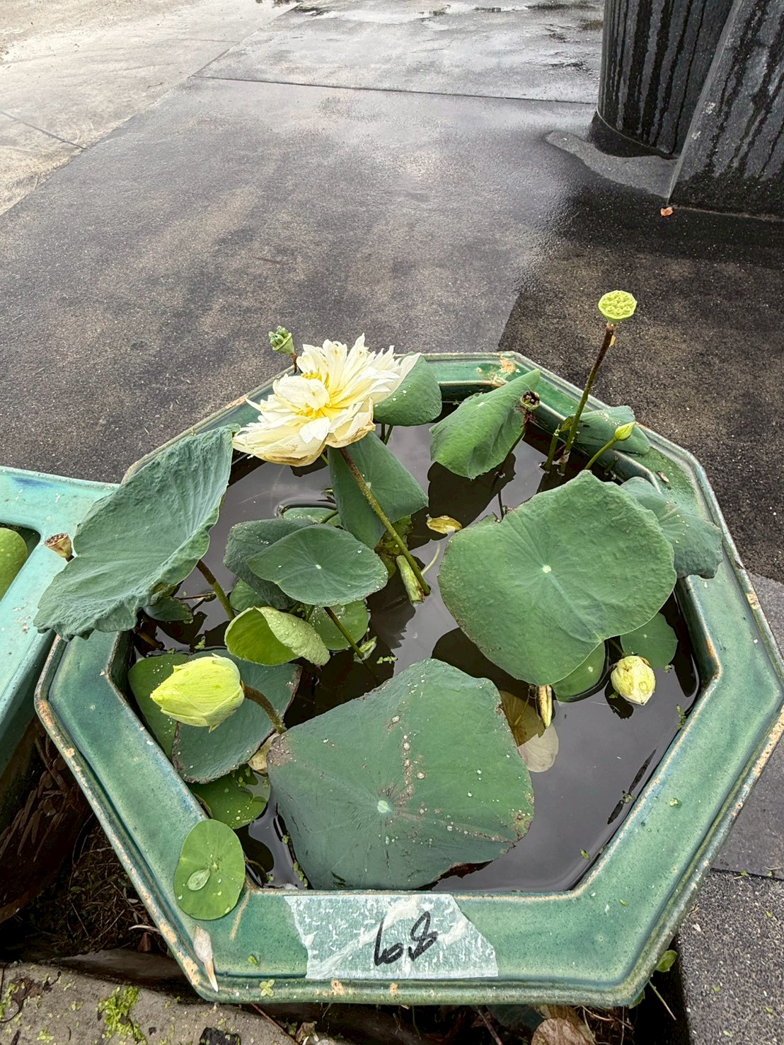 บัวหลวงไวท์แรบบิท