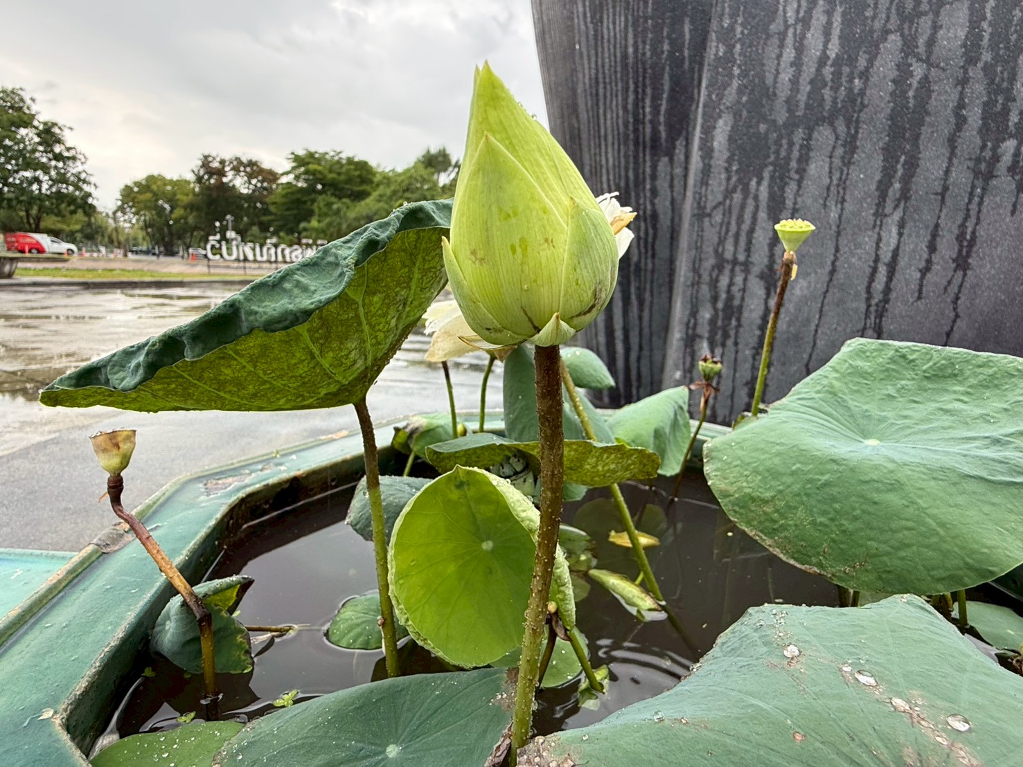 บัวหลวงไวท์แรบบิท